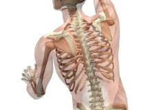 Muscles with Skeleton - Turning and Reaching